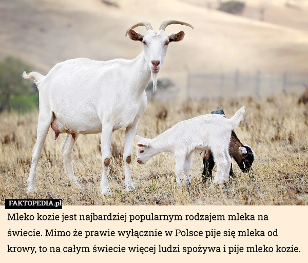 
    Mleko kozie jest najbardziej popularnym rodzajem mleka na świecie. Mimo