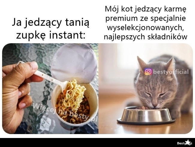 
    Dla kota wszystko 