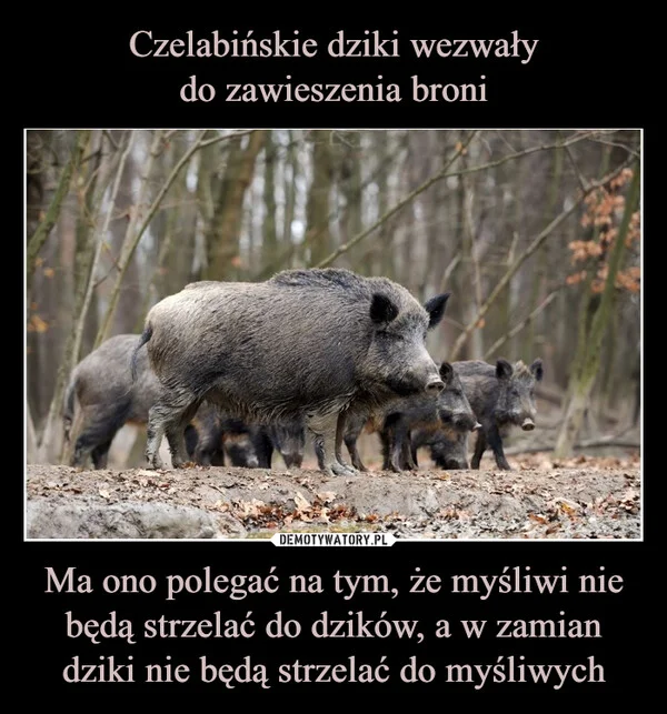 Czelabińskie dziki wezwały do zawieszenia broni Ma ono polegać na tym, że myśliwi nie będą strzelać do dzików, a w zamian dziki nie będą strzelać do myśliwych