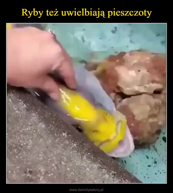 Ryby też uwielbiają pieszczoty