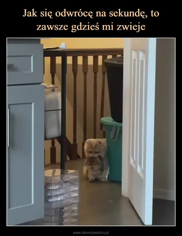 
    Jak się odwrócę na sekundę, to zawsze gdzieś mi zwieje