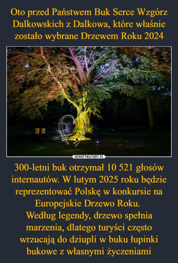 
    Oto przed Państwem Buk Serce Wzgórz Dalkowskich z Dalkowa, które właśnie zostało wybrane Drzewem Roku 2024 300-letni buk otrzymał 10 521 głosów internautów. W lutym 2025 roku będzie reprezentować Polskę w konkursie na Europejskie Drzewo Roku. 
Według legendy, drzewo spełnia marzenia, dlatego turyści często wrzucają do dziupli w buku łupinki bukowe z własnymi życzeniami