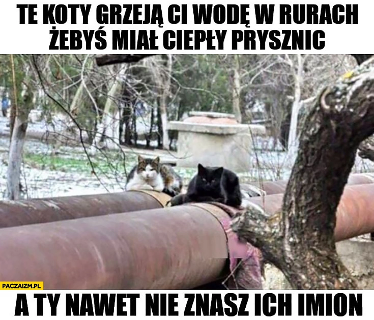 
    Te koty grzeją Ci wodę w rurach żebyś miał ciepły prysznic a Ty nawet nie znasz ich imion