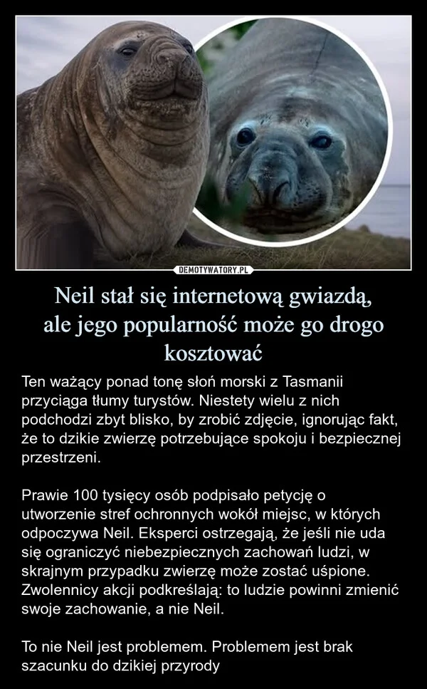 
    Neil stał się internetową gwiazdą, ale jego popularność może go drogo kosztować