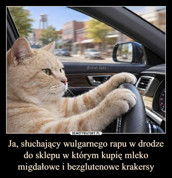 
    Ja, słuchający wulgarnego rapu w drodze do sklepu w którym kupię mleko migdałowe i bezglutenowe krakersy