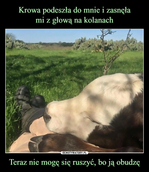 
    Krowa podeszła do mnie i zasnęła
mi z głową na kolanach Teraz nie mogę się ruszyć, bo ją obudzę