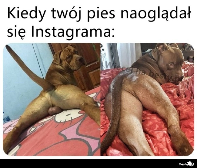 
    Rośnie influencer 