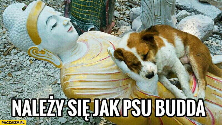 
    Należy się jak psu Budda posążek Buddy