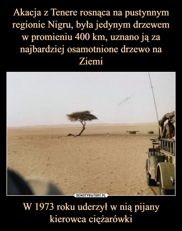 
    Akacja z Tenere rosnąca na pustynnym regionie Nigru, była jedynym drzewem w promieniu 400 km, uznano ją za najbardziej osamotnione drzewo na Ziemi W 1973 roku uderzył w nią pijany kierowca ciężarówki