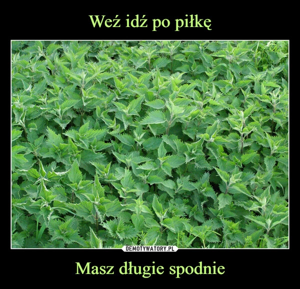 
    Weź idź po piłkę Masz długie spodnie