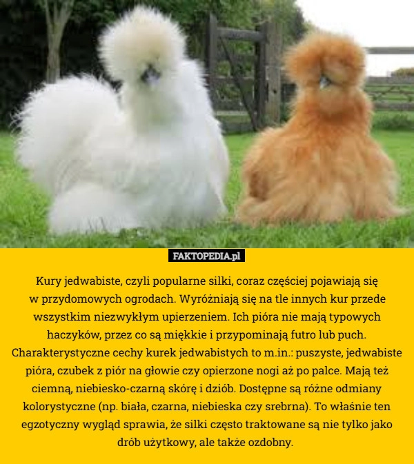 
    Kury jedwabiste, czyli popularne silki, coraz częściej pojawiają się
 w