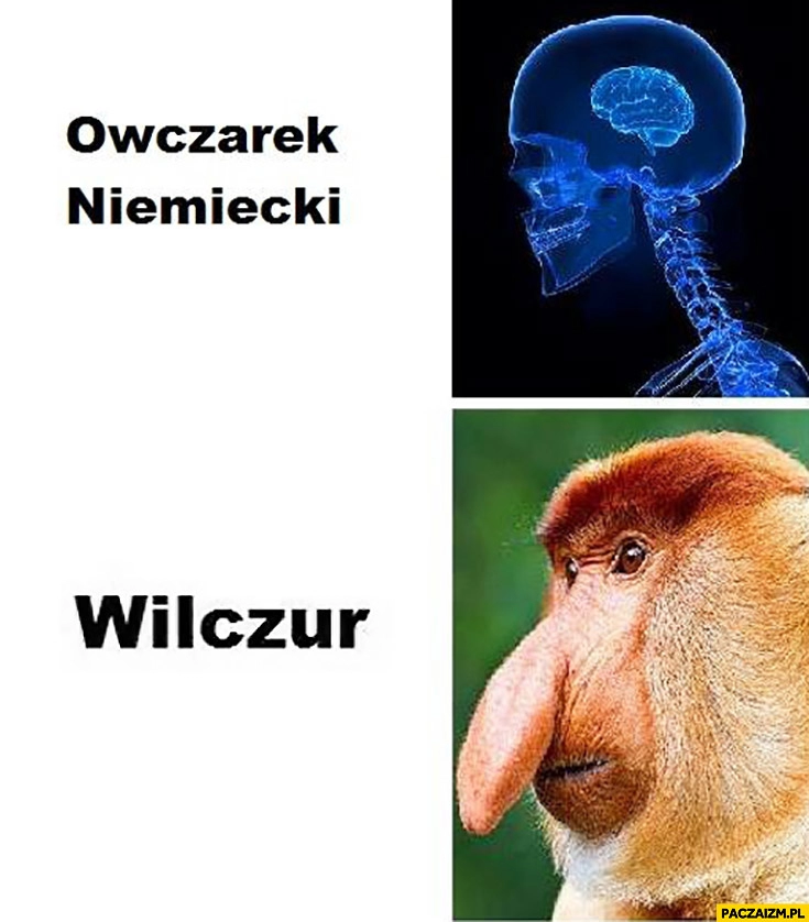 
    Owczarek niemiecki wilczur typowy Polak nosacz