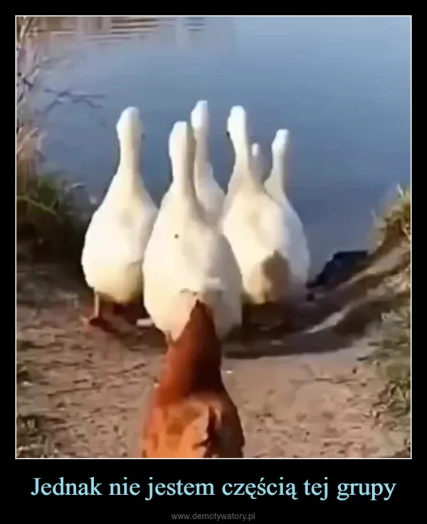 
    Jednak nie jestem częścią tej grupy