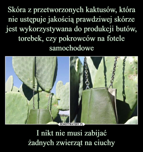 
    Skóra z przetworzonych kaktusów, która nie ustępuje jakością prawdziwej skórze jest wykorzystywana do produkcji butów, torebek, czy pokrowców na fotele
samochodowe I nikt nie musi zabijać
żadnych zwierząt na ciuchy