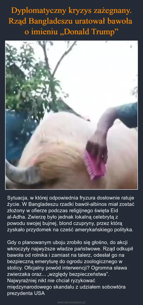 
    Dyplomatyczny kryzys zażegnany. Rząd Bangladeszu uratował bawoła o imieniu „Donald Trump”
