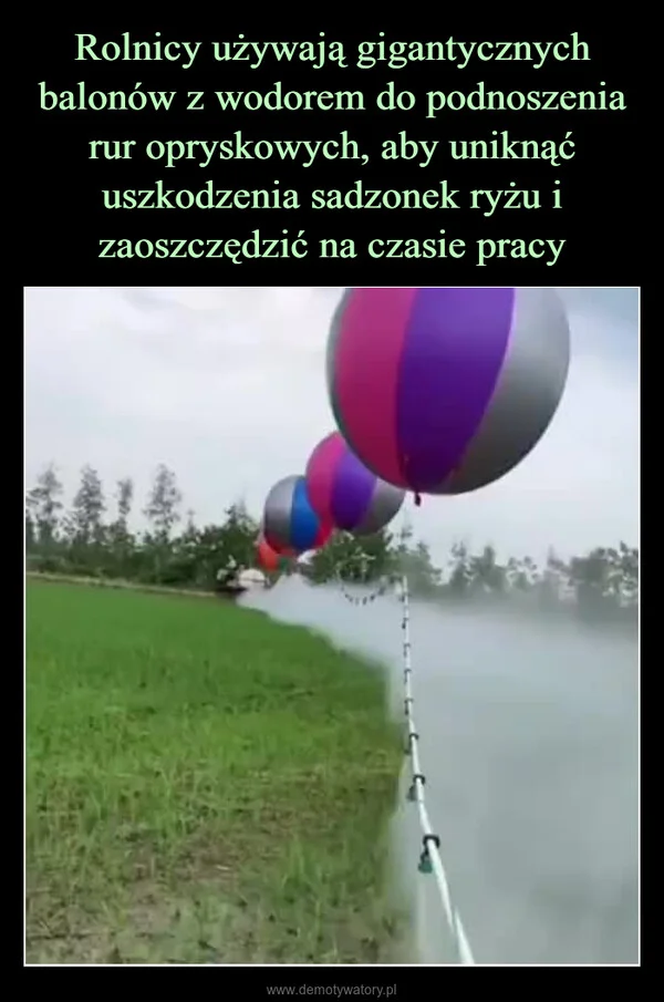 
    Rolnicy używają gigantycznych balonów z wodorem do podnoszenia rur opryskowych, aby uniknąć uszkodzenia sadzonek ryżu i zaoszczędzić na czasie pracy