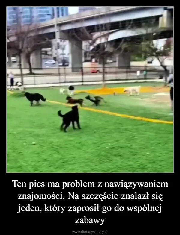 
    Ten pies ma problem z nawiązywaniem znajomości. Na szczęście znalazł się jeden, który zaprosił go do wspólnej zabawy