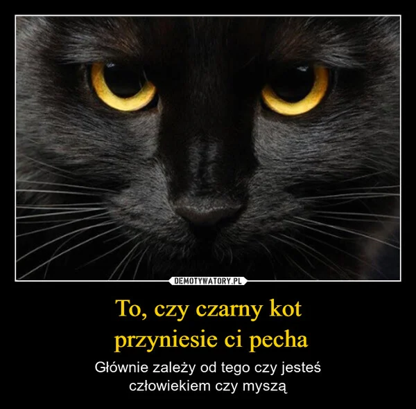 
    To, czy czarny kot przyniesie ci pecha