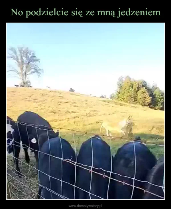 
    No podzielcie się ze mną jedzeniem
