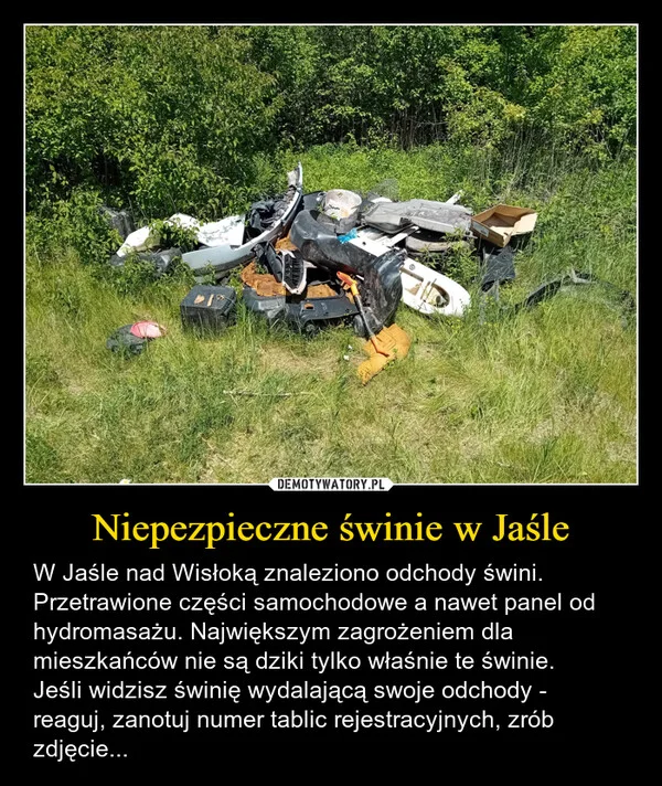
    Niepezpieczne świnie w Jaśle
