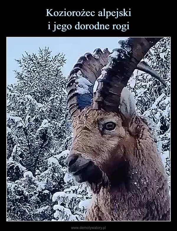 
    Koziorożec alpejski i jego dorodne rogi