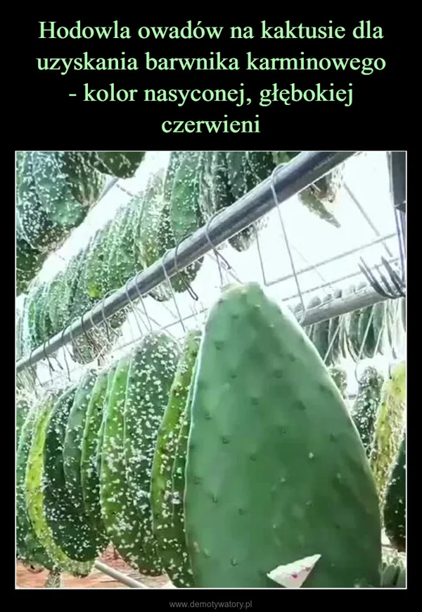
    Hodowla owadów na kaktusie dla uzyskania barwnika karminowego - kolor nasyconej, głębokiej czerwieni