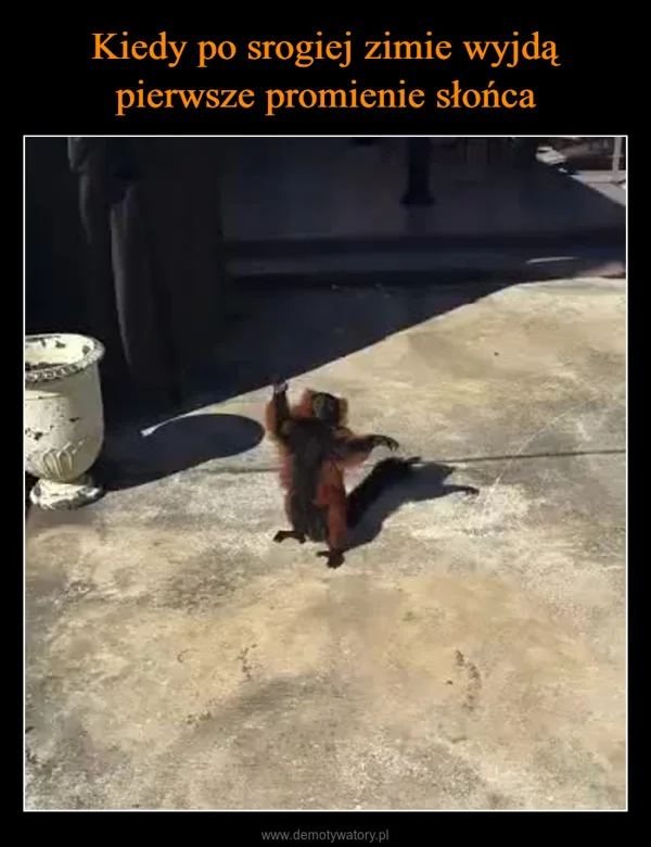 
    Kiedy po srogiej zimie wyjdą pierwsze promienie słońca