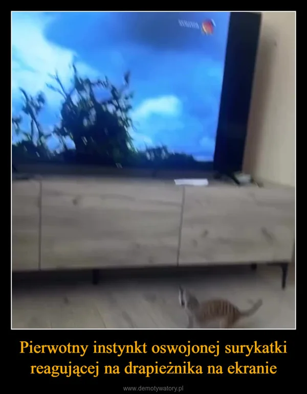 
    Pierwotny instynkt oswojonej surykatki reagującej na drapieżnika na ekranie