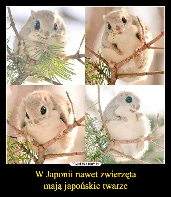 
    W Japonii nawet zwierzęta mają japońskie twarze