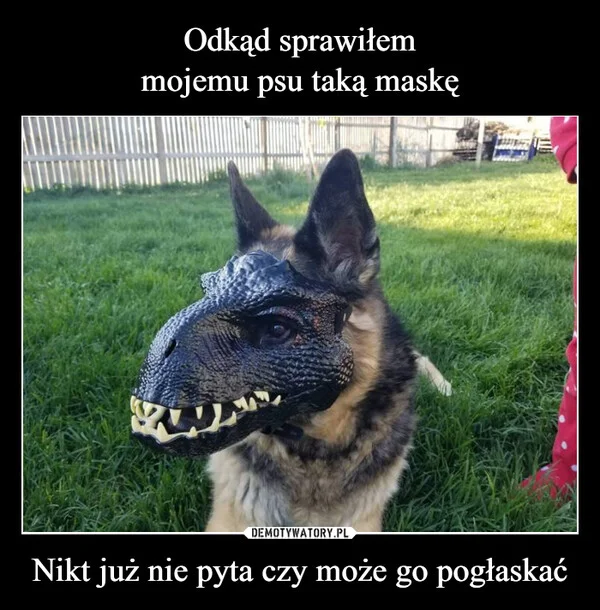 
    Odkąd sprawiłem mojemu psu taką maskę Nikt już nie pyta czy może go pogłaskać
