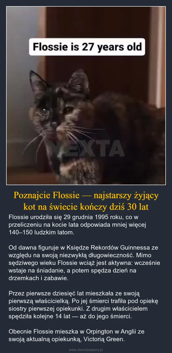 
    Poznajcie Flossie — najstarszy żyjący kot na świecie kończy dziś 30 lat