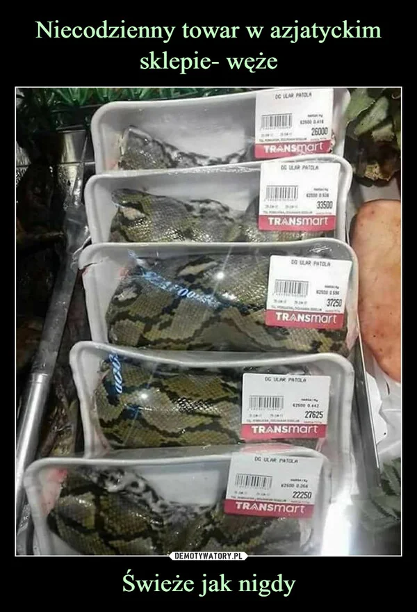 
    Niecodzienny towar w azjatyckim sklepie- węże Świeże jak nigdy