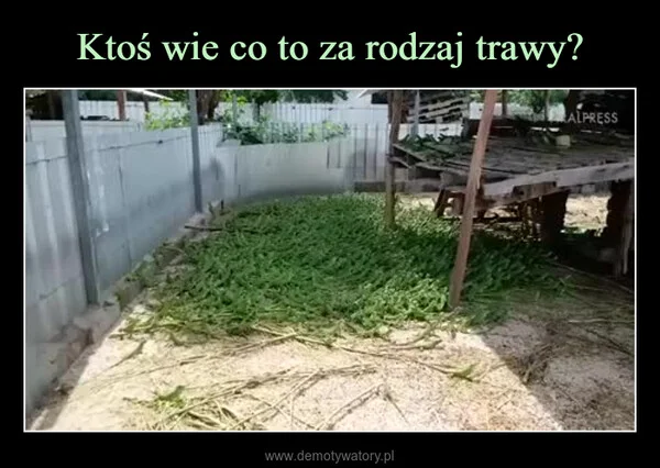 
    Ktoś wie co to za rodzaj trawy?