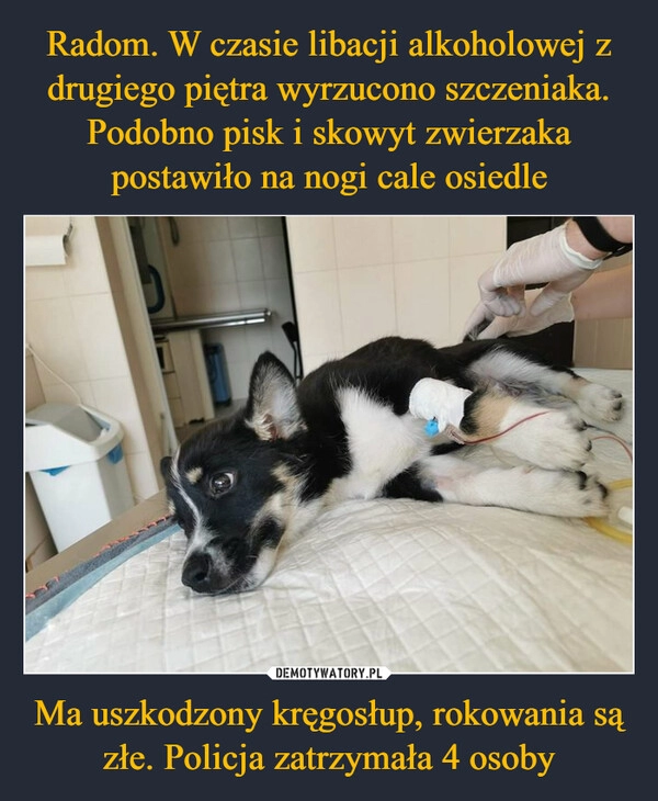 
    Radom. W czasie libacji alkoholowej z drugiego piętra wyrzucono szczeniaka. Podobno pisk i skowyt zwierzaka postawiło na nogi cale osiedle Ma uszkodzony kręgosłup, rokowania są złe. Policja zatrzymała 4 osoby