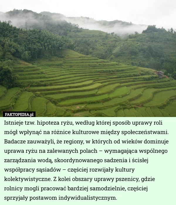 
    Istnieje tzw. hipoteza ryżu, według której sposób uprawy roli mógł wpłynąć...