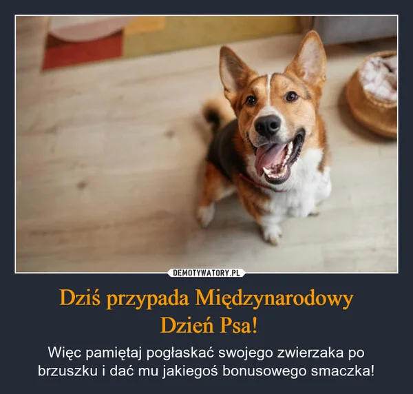 
    Dziś przypada Międzynarodowy Dzień Psa!