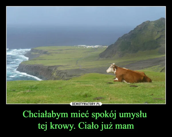 
    Chciałabym mieć spokój umysłu tej krowy. Ciało już mam