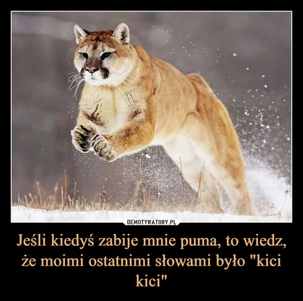 
    Jeśli kiedyś zabije mnie puma, to wiedz, że moimi ostatnimi słowami było 