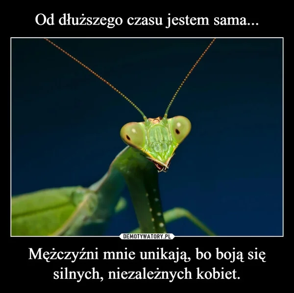 
    Od dłuższego czasu jestem sama... Mężczyźni mnie unikają, bo boją się silnych, niezależnych kobiet.