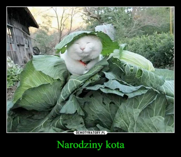 
    Narodziny kota