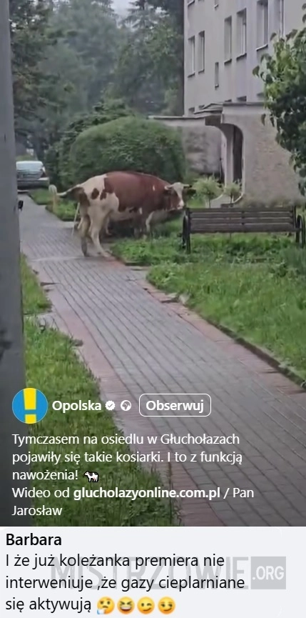 
    Krowa