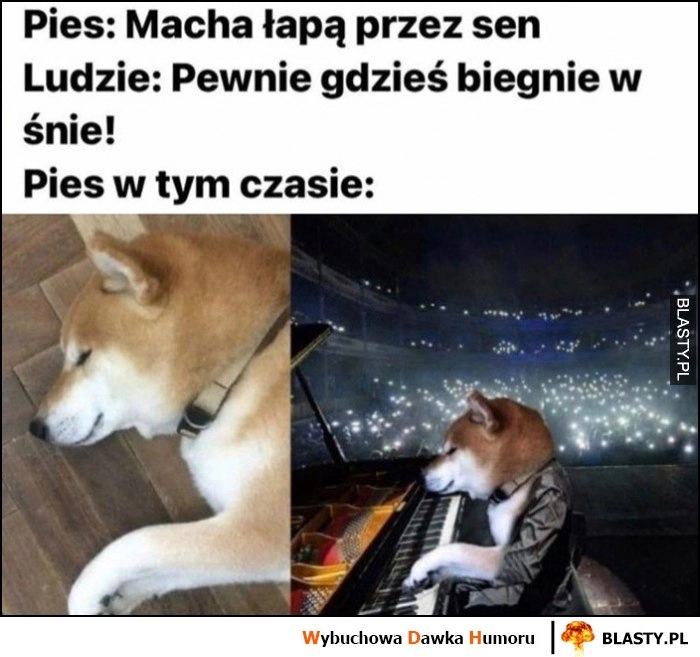 
    Pies: macha łapą przez sen, ludzie: pewnie gdzieś biegnie we śnie, pies w tym czasie gra na pianinie