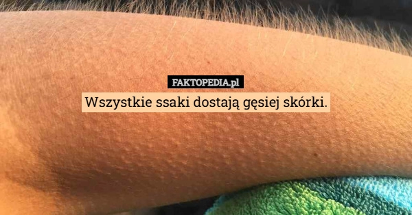
    Wszystkie ssaki dostają gęsiej skórki.