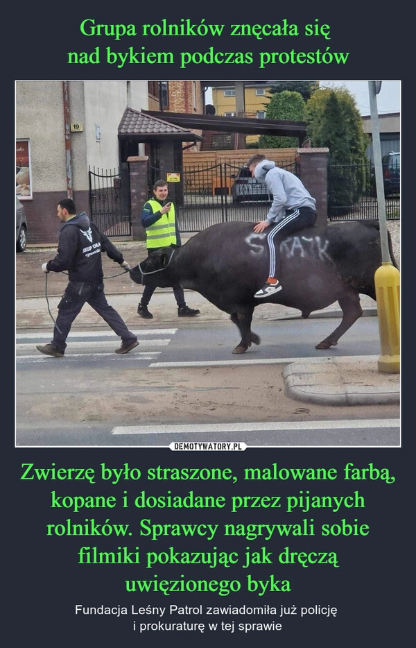 
    Grupa rolników znęcała się 
nad bykiem podczas protestów Zwierzę było straszone, malowane farbą, kopane i dosiadane przez pijanych rolników. Sprawcy nagrywali sobie filmiki pokazując jak dręczą uwięzionego byka