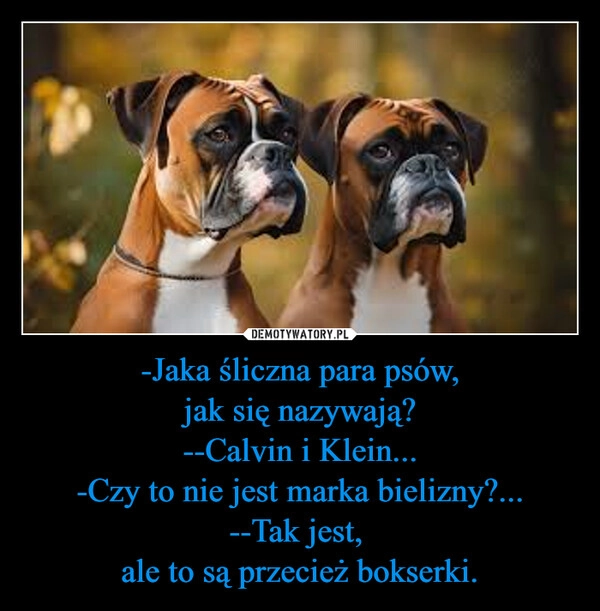 
    -Jaka śliczna para psów,
jak się nazywają?
--Calvin i Klein...
-Czy to nie jest marka bielizny?...
--Tak jest, 
ale to są przecież bokserki.