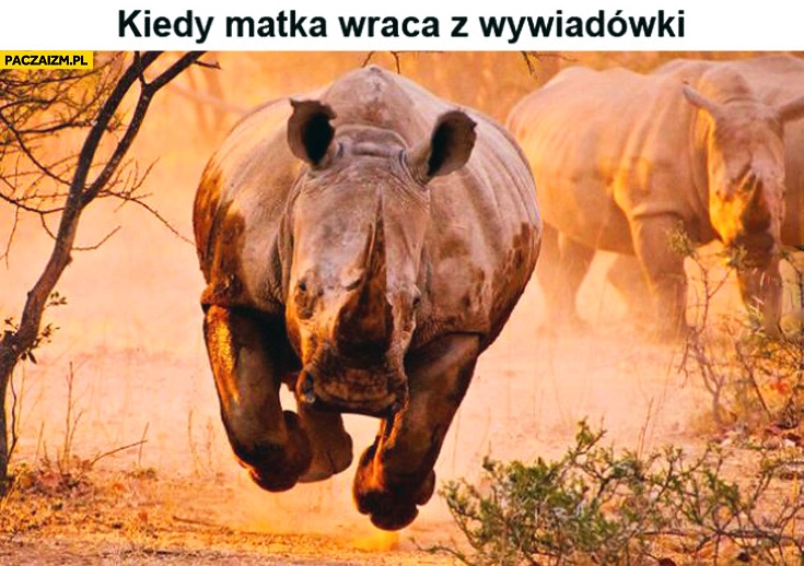 Kiedy matka wraca z wywiadówki nosorożec