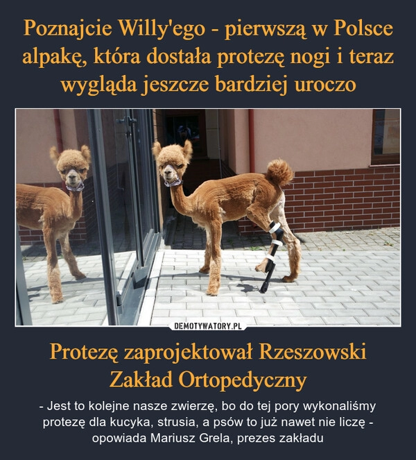 
    Poznajcie Willy'ego - pierwszą w Polsce alpakę, która dostała protezę nogi i teraz wygląda jeszcze bardziej uroczo Protezę zaprojektował Rzeszowski Zakład Ortopedyczny