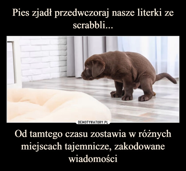 
    Pies zjadł przedwczoraj nasze literki ze scrabbli... Od tamtego czasu zostawia w różnych miejscach tajemnicze, zakodowane wiadomości