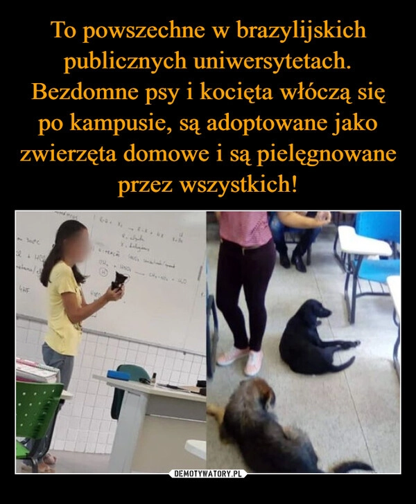 
    To powszechne w brazylijskich publicznych uniwersytetach. Bezdomne psy i kocięta włóczą się po kampusie, są adoptowane jako zwierzęta domowe i są pielęgnowane przez wszystkich!