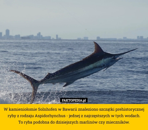 
    W kamieniołomie Solnhofen w Bawarii znaleziono szczątki prehistorycznej